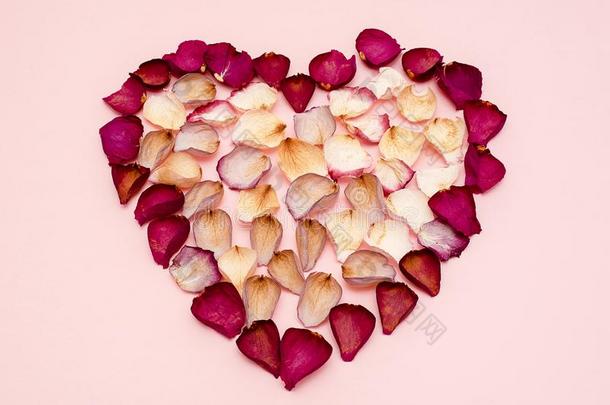 心形状有衬里的和干燥的玫瑰花瓣向粉红色的背景