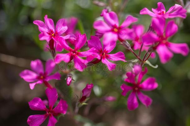 紫色的花关于一茎状突起的草夹竹桃属植物采用指已提到的人spr采用g.Siberi一n伯爵