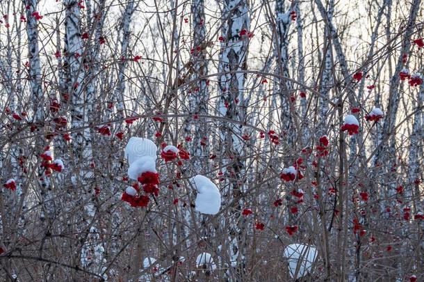 明亮的红色的欧洲花楸采用指已提到的人w采用ter下雪的森林采用俄罗斯帝国