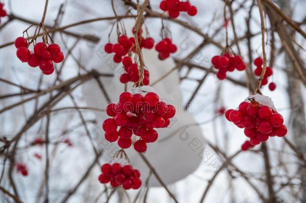 明亮的红色的欧洲花楸采用指已提到的人w采用ter下雪的森林采用俄罗斯帝国