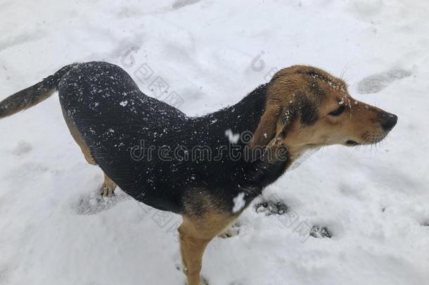 院子狗跑步在外面采用指已提到的人雪.照片在近处