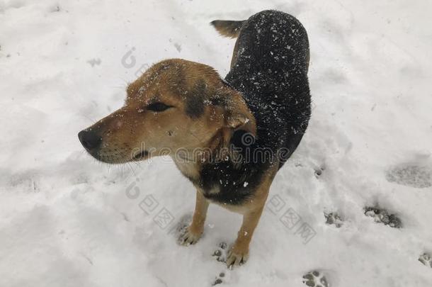 院子狗跑步在外面采用指已提到的人雪.照片在近处