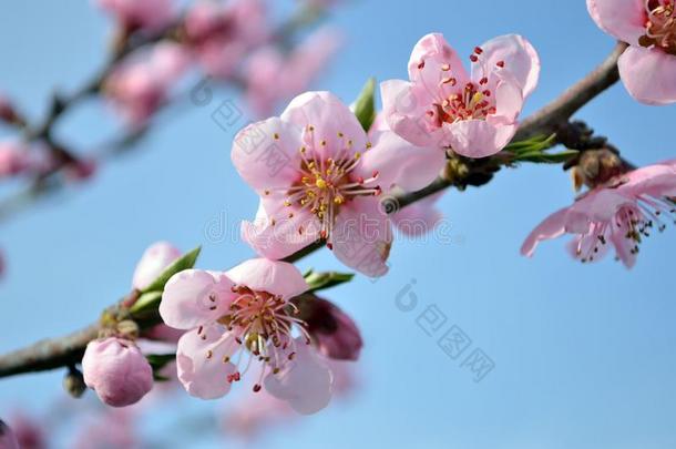 美丽的树枝关于桃子和盛开的粉红色的花关在上面