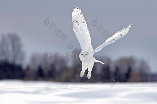 一下雪的猫头鹰飞行的低的打猎越过一敞开的和煦的：照到阳光的下雪的玉米地