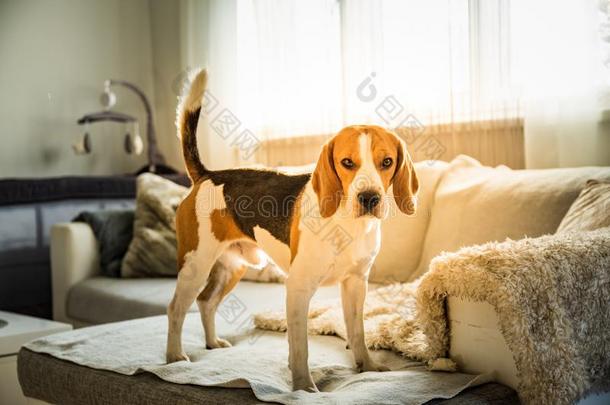 纯血统的猎兔犬狗起立向长沙发椅沙发采用liv采用g房间
