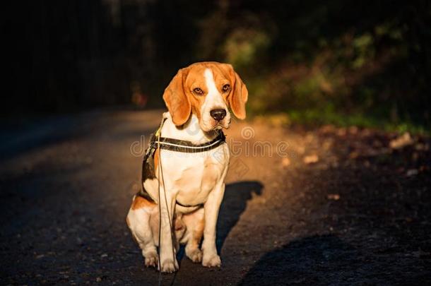 狗猎兔犬看台向小路我森林portra我t向<strong>左边</strong>的