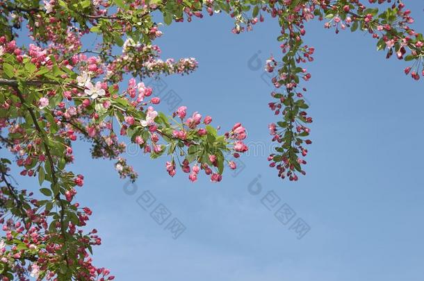 船樯星座花束月季粉红色的和白色的花