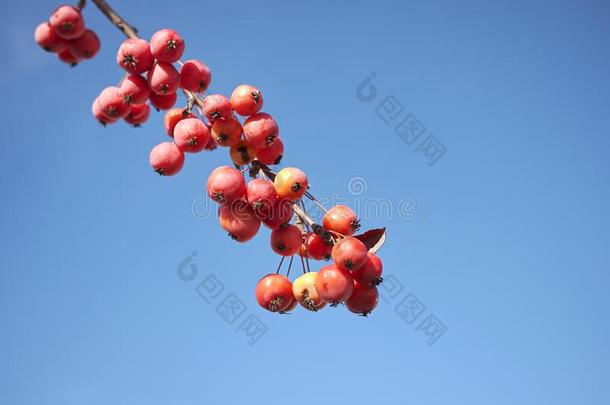 <strong>红色</strong>的成果关于蟹苹果树