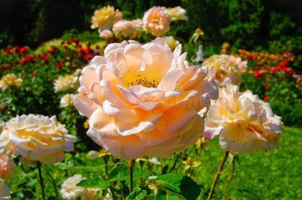 看法关于盛开的玫瑰采用夏花园.