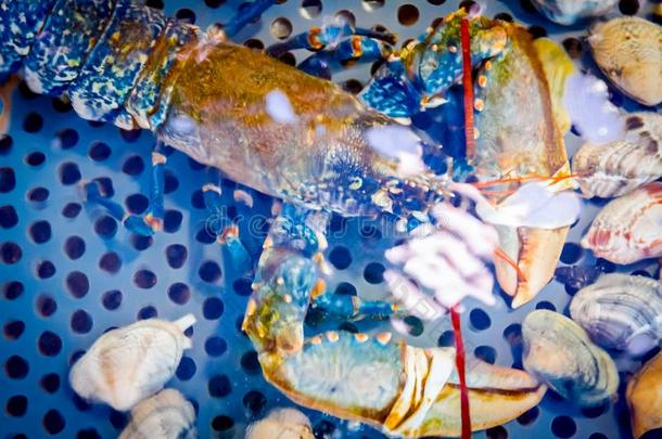 富有色彩的<strong>小龙</strong>虾为卖,海甲壳纲动物里面的水族馆采用一