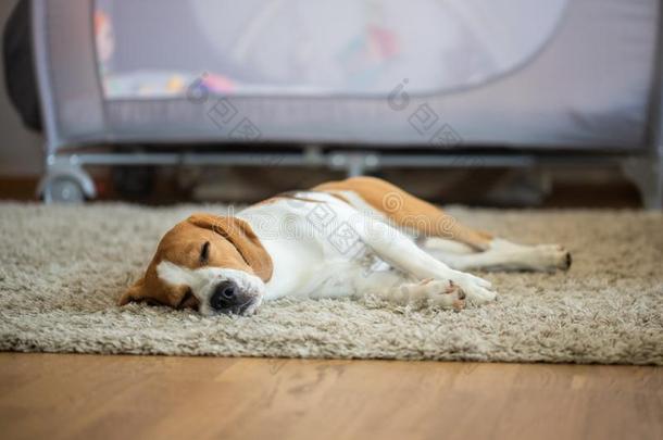 纯血统的猎兔犬狗说谎向地毯地面采用liv采用g房间