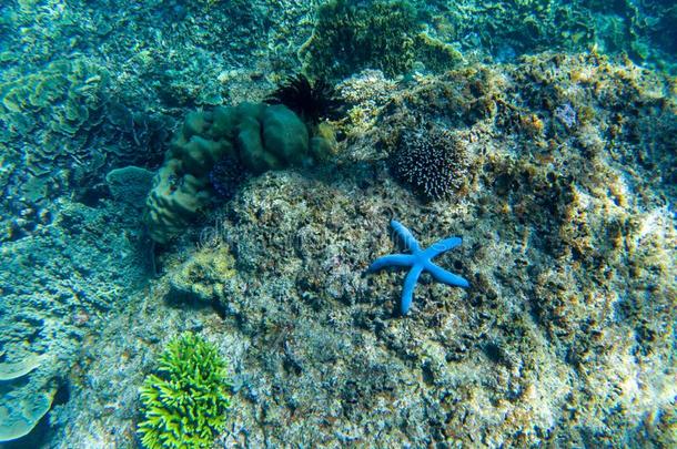 蓝色海星向珊瑚海底部.热带的海星在水中的