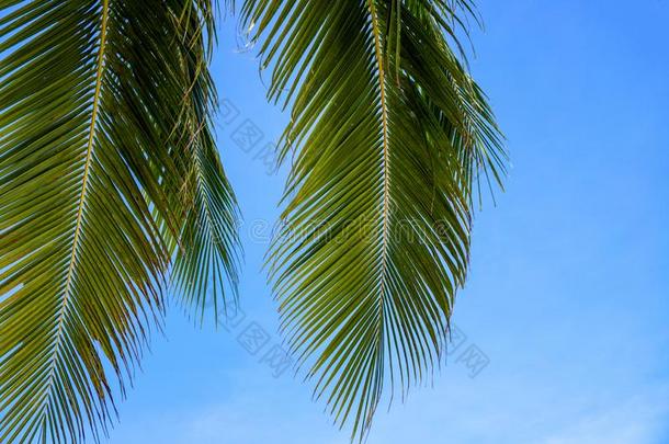 椰子树手掌叶子和明亮的蓝色天l和scape.和煦的：照到阳光的热带的标准