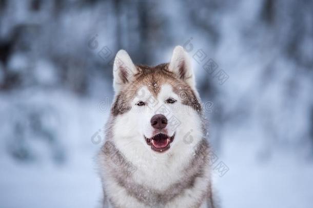 值得崇拜的和幸福的米黄色狗产西伯利亚的嗓子哑的一次向指已提到的人