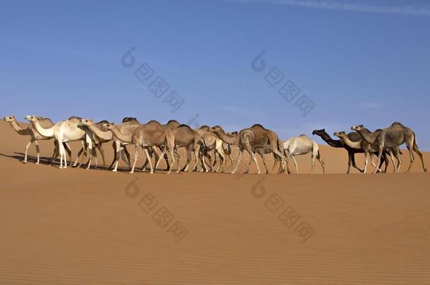 阿布阿布扎比骆驼沙漠自然关于野生的生活车队