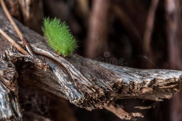 一大钉似的绿色的毛虫飞蛾向一木制的树干