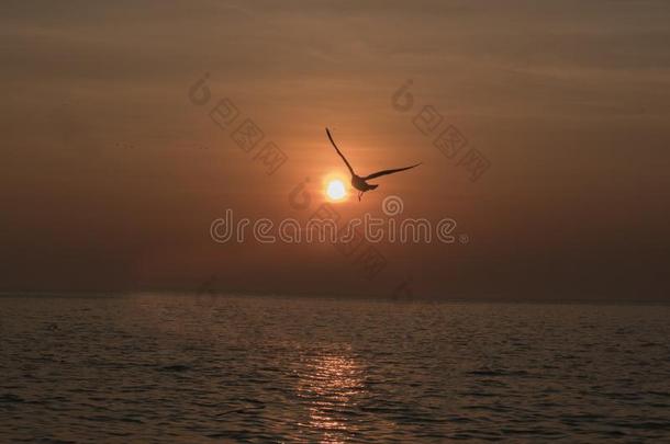 日落海鸥轮廓向日落水天horiz向风景.