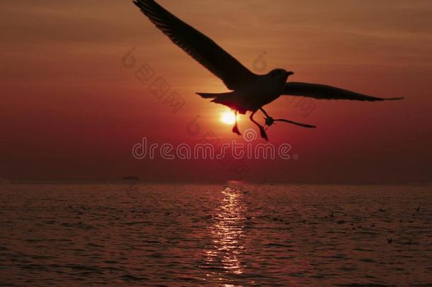 日落海鸥轮廓向日落水天horiz向风景.