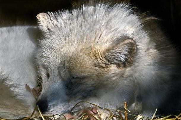 睡眠北极的狐5