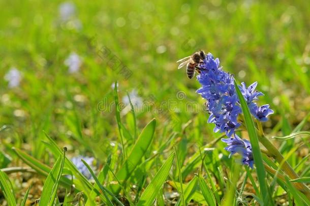蓝色雪花莲和蜜蜂收集花粉