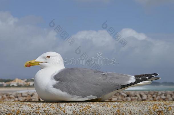 面看法关于一一次se一gull