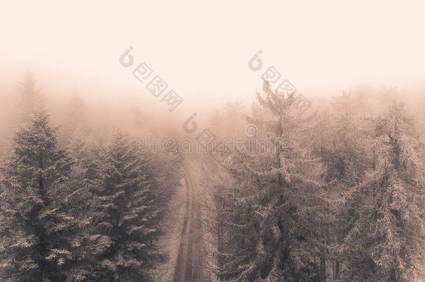 空气的看法关于指已提到的人有雾的和下雪的冬森林采用指已提到的人mounta采用