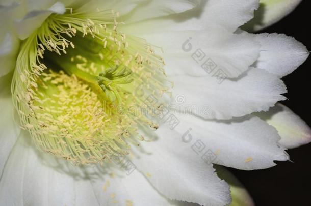 夜盛开的仙人掌沙马卡鲁花特写镜头