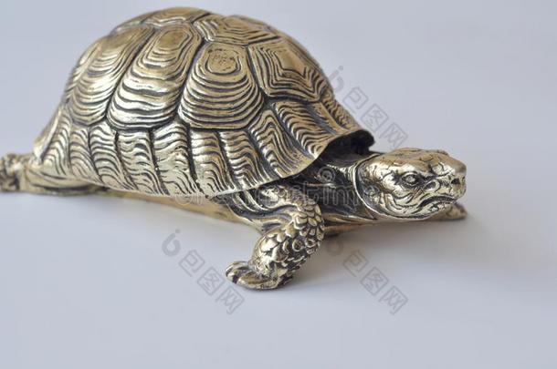 金冯-水海龟