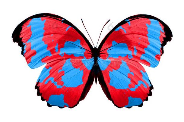 热带的红色的蝴蝶.隔离的向白色的背景