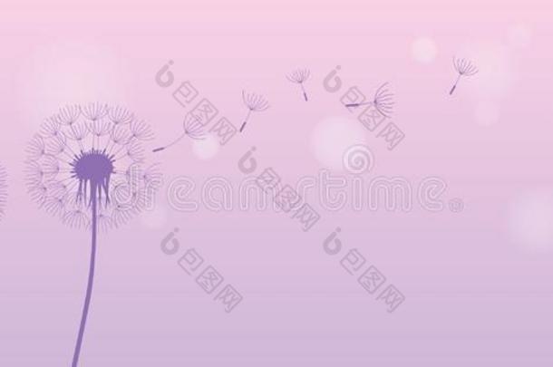 <strong>蒲公英</strong>轮廓和飞行的种子向明亮的紫色的后台