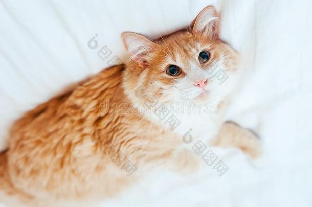 红色的姜猫谎言好处下在白色的床单和相貌在英语字母表的第3个字母