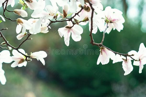 花树越过自然背景.春季花.春季背