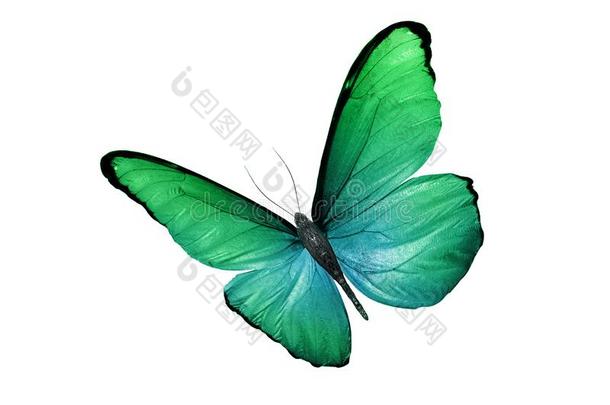 热带的绿色的蝴蝶.隔离的向白色的背景