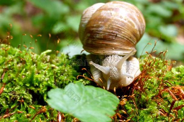葡萄园<strong>蜗牛</strong>毛骨悚然的感觉向苔藓向搜寻2