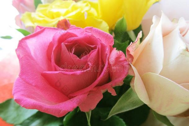 美丽的花束关于真的玫瑰.花的背景关于富有色彩的英语字母表的第6个字母