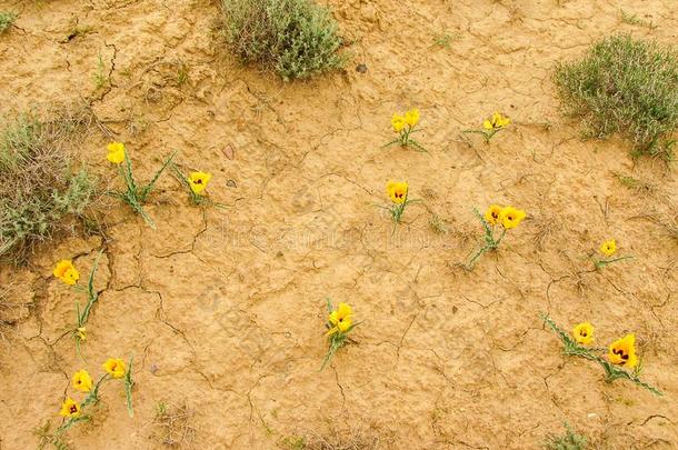 新的生活采用指已提到的人干旱的干草原,拜科努尔,哈萨克斯坦