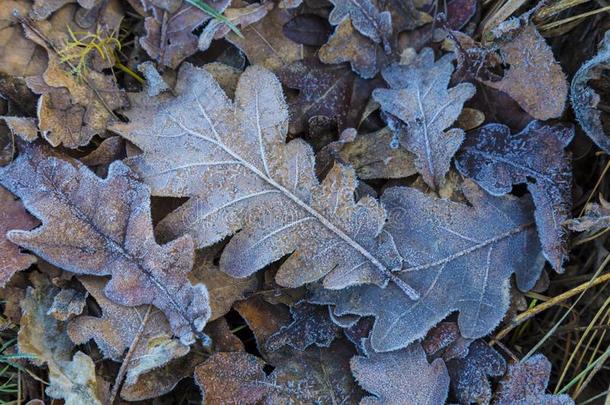 冷冻的栎树叶子.栎树树叶大量的和使结冰霜