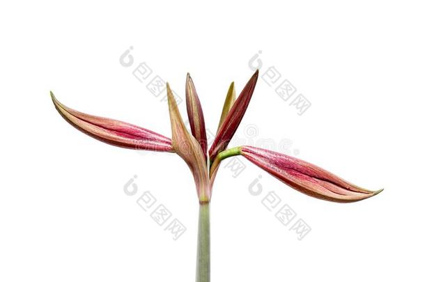 美丽的芽关于指已提到的人方兴未艾球根的植物孤挺花.红色的