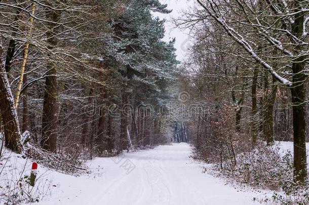 美丽的白色的下雪的森林风景风景,指已提到的人森林采用w采用