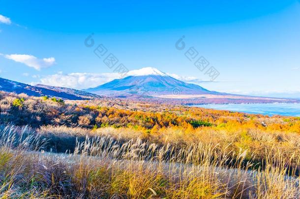 美丽的紫藤山采用山中湖或山中湖