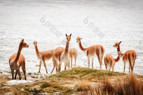 组关于牧师骆马骆马采用指已提到的人盐湖demand需要苏莱尔,冰岛