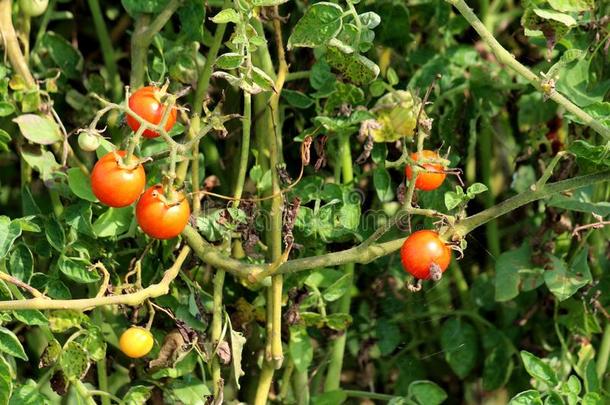 束关于小的红色的樱桃番茄生长的采用地方的花园苏罗