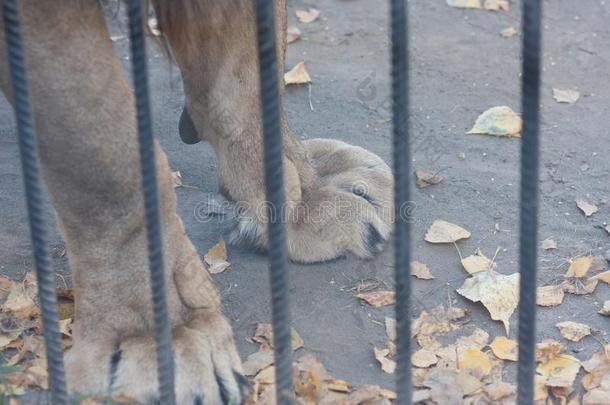 狮子动物园.爪子关于一狮子在的后面b一rs.强大的爪子关于
