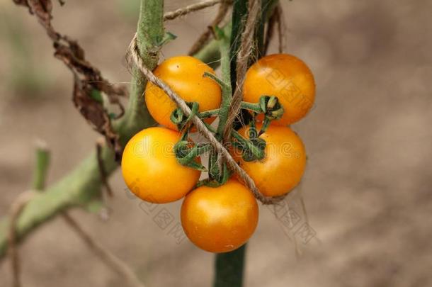 num.五明亮的黄色的小的樱桃番茄生长的采用一束采用英语字母表的第12个字母