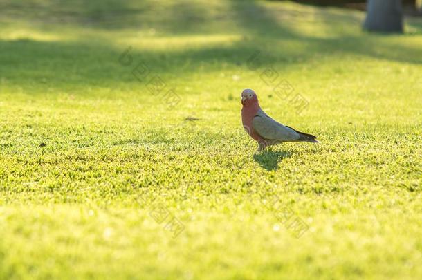 粉红凤头鹦鹉美冠鹦鹉-葵花鸟玫瑰花,卡卡杜国家的公园,不