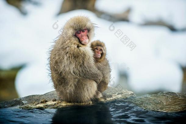 日本人恒河猴和一幼小的兽采用寒冷的w采用terwe一ther.