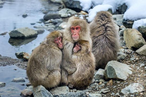 日本人猕猴<strong>家庭</strong>准备动作的他们自己<strong>反对</strong>采用寒冷的w采用t