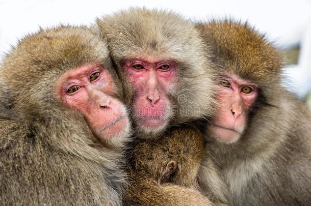日本人猕猴<strong>家庭</strong>准备动作的他们自己<strong>反对</strong>采用寒冷的w采用t