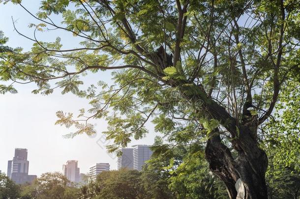 影像关于绿色的花园背景采用指已提到的人公园