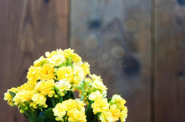舒适的春<strong>季大气</strong>和黄色的开花高凉菜